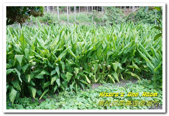 國姓鄉福龜村:繞著南投跑.四季農遊微旅行.之一/國姓咖啡與冷泉米、糯米橋、茄苳神木