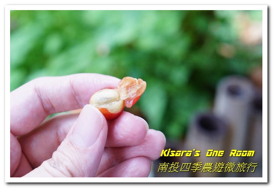 國姓鄉福龜村:繞著南投跑.四季農遊微旅行.之一/國姓咖啡與冷泉米、糯米橋、茄苳神木