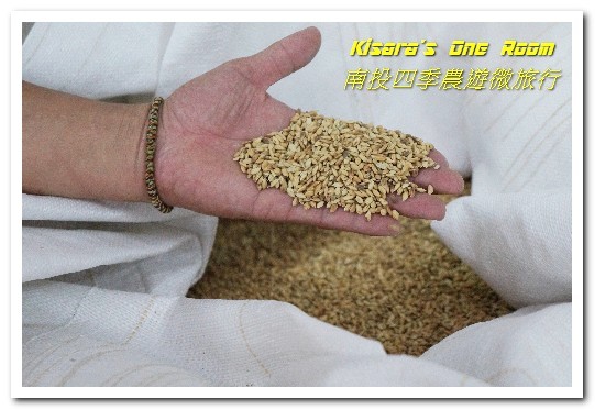 國姓鄉福龜村:繞著南投跑.四季農遊微旅行.之一/國姓咖啡與冷泉米、糯米橋、茄苳神木