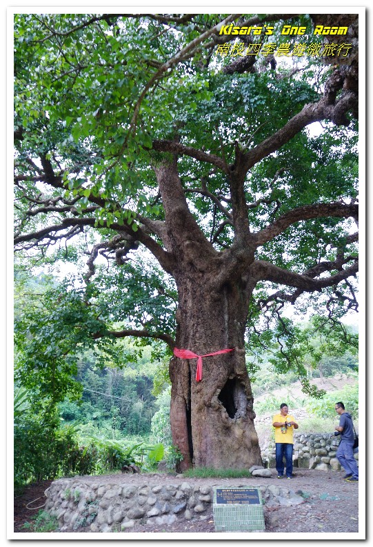 國姓鄉福龜村:繞著南投跑.四季農遊微旅行.之一/國姓咖啡與冷泉米、糯米橋、茄苳神木