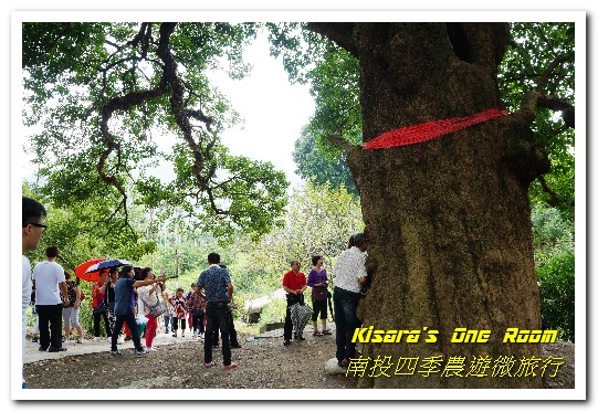 國姓鄉福龜村:繞著南投跑.四季農遊微旅行.之一/國姓咖啡與冷泉米、糯米橋、茄苳神木