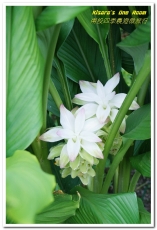 國姓鄉福龜村:繞著南投跑.四季農遊微旅行.之一/國姓咖啡與冷泉米、糯米橋、茄苳神木