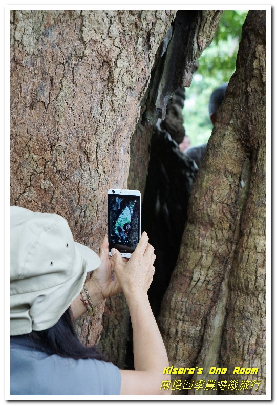 國姓鄉福龜村:繞著南投跑.四季農遊微旅行.之一/國姓咖啡與冷泉米、糯米橋、茄苳神木