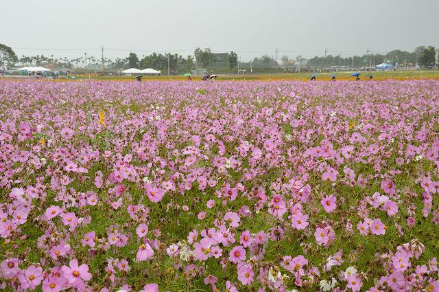 2016新社花海28