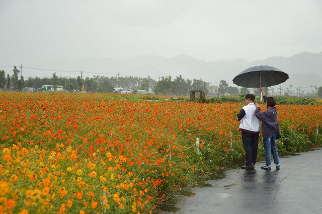 2016新社花海31