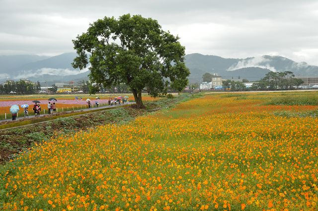 2016新社花海25