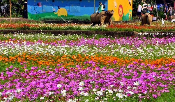 2016蘆竹花彩節-19.JPG - 2016秋之豔