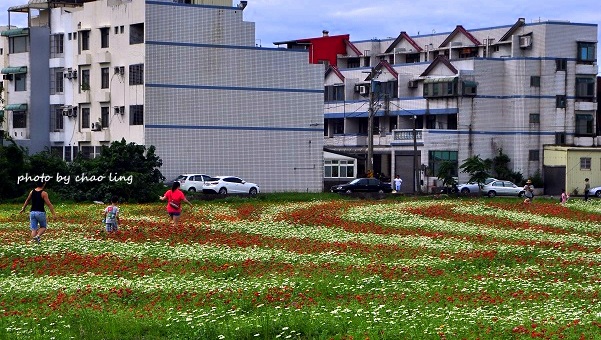 2016蘆竹花彩節-27.JPG - 2016秋之豔