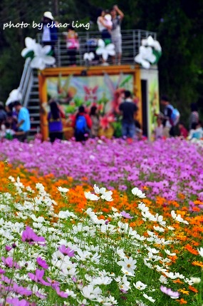 2016蘆竹花彩節-58.JPG - 2016秋之豔