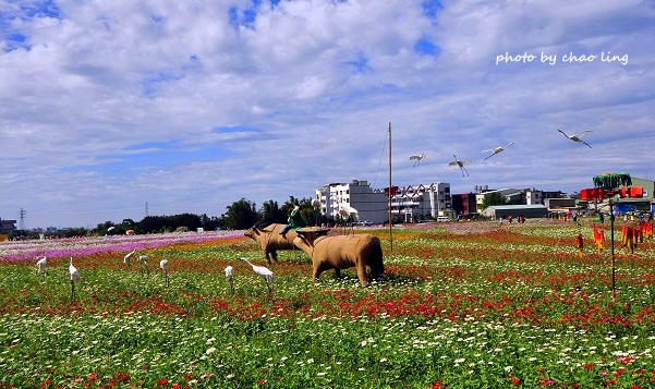 2016蘆竹花彩節-1.JPG - 2016秋之豔