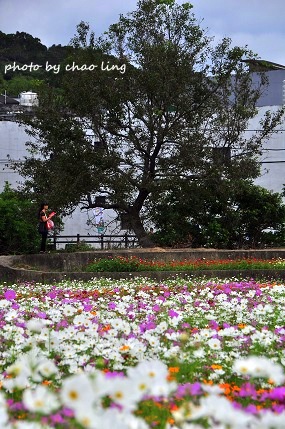 2016蘆竹花彩節-59.JPG - 2016秋之豔