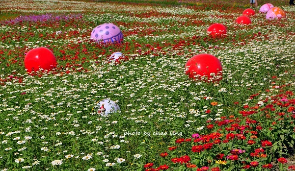 2016蘆竹花彩節-23.JPG - 2016秋之豔