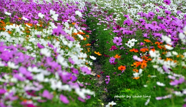 2016蘆竹花彩節-61.JPG - 2016秋之豔