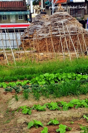 2016蘆竹花彩節-44.JPG - 2016秋之豔