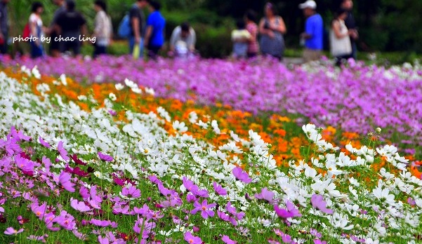 2016蘆竹花彩節-60.JPG - 2016秋之豔