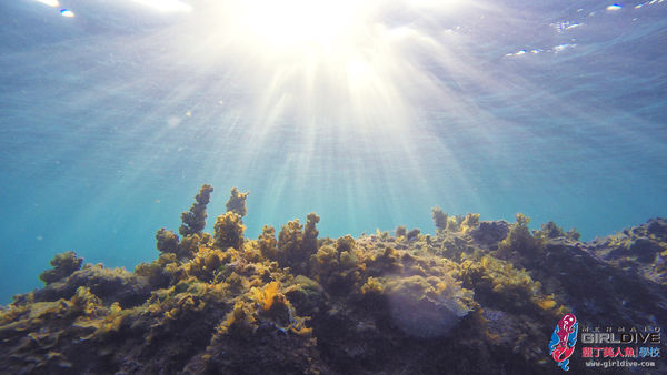 墾丁美人魚學校_8105 (67)