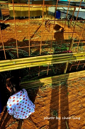 2016桃園花彩節(中壢)-8.JPG - 2016秋之豔