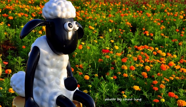 2016桃園花彩節(中壢)-31.JPG - 2016秋之豔