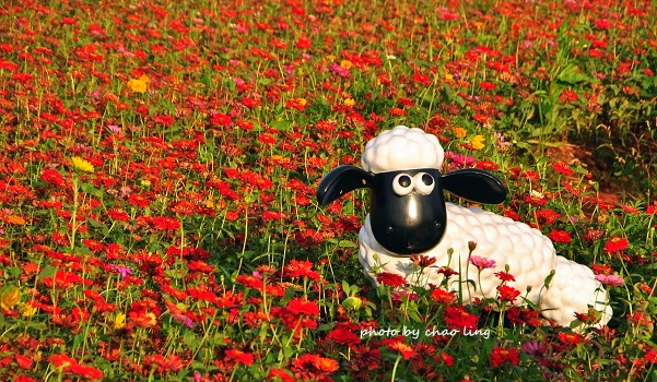 2016桃園花彩節(中壢)-29.JPG - 2016秋之豔