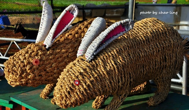 2016桃園花彩節(中壢)-10.JPG - 2016秋之豔