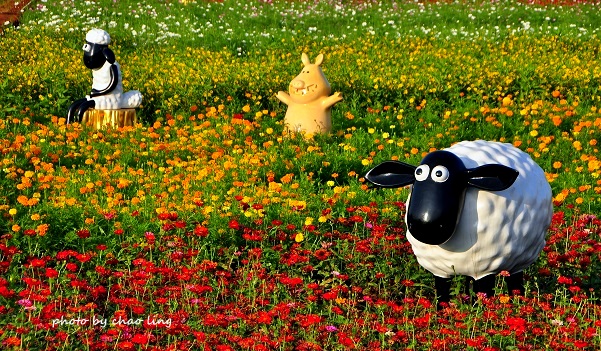 2016桃園花彩節(中壢)-25.JPG - 2016秋之豔