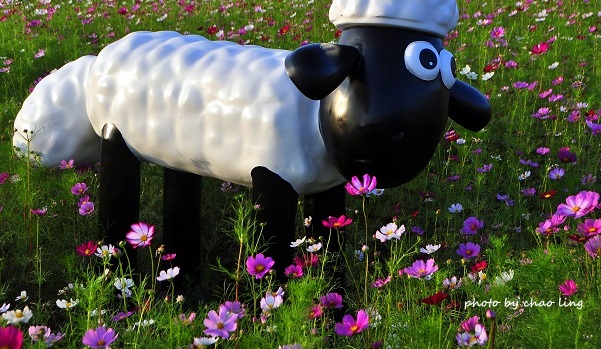 2016桃園花彩節(中壢)-32.JPG - 2016秋之豔