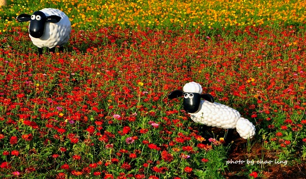 2016桃園花彩節(中壢)-24.JPG - 2016秋之豔