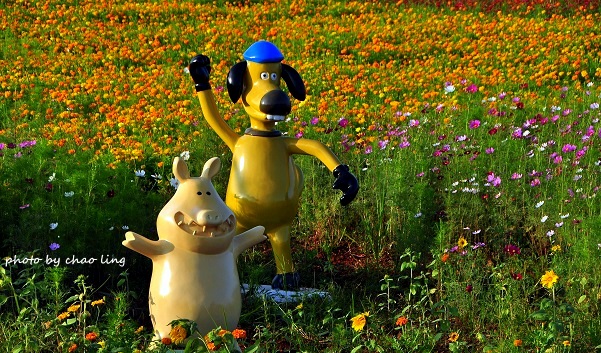 2016桃園花彩節(中壢)-26.JPG - 2016秋之豔