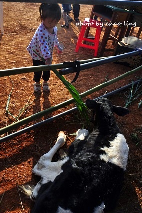 2016桃園花彩節(中壢)-7.JPG - 2016秋之豔