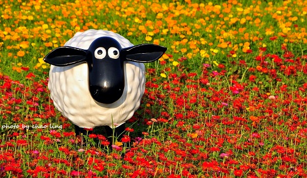 2016桃園花彩節(中壢)-30.JPG - 2016秋之豔