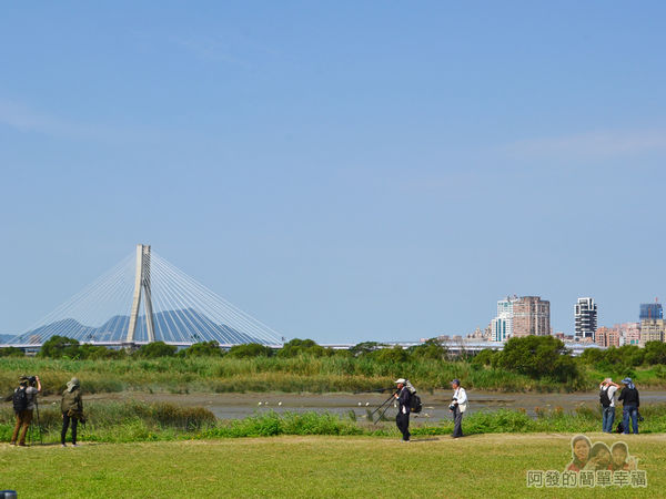 新店溪右岸34-華江雁鴨自然公園-守候的專業攝影師群