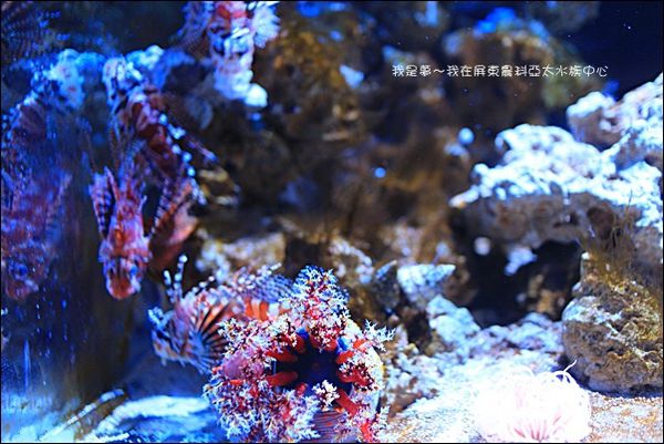 屏東農科亞太水族中心14.jpg
