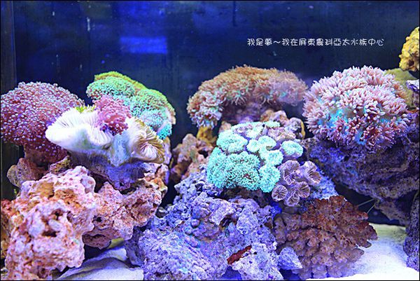 屏東農科亞太水族中心07.jpg