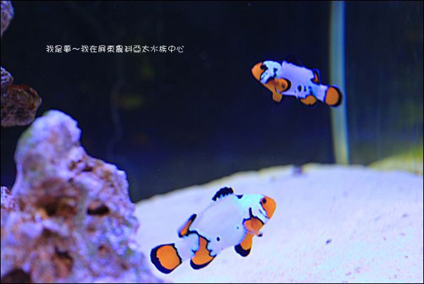 屏東農科亞太水族中心08.jpg