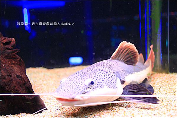 屏東農科亞太水族中心20.jpg