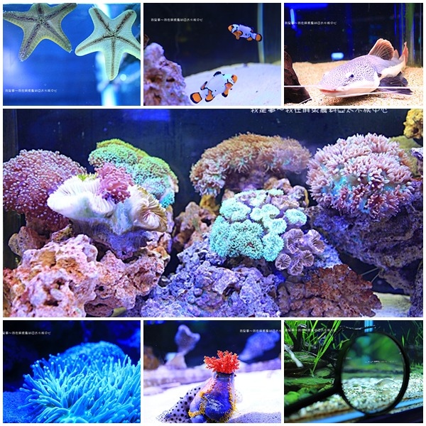 屏東農科亞太水族中心21.jpg