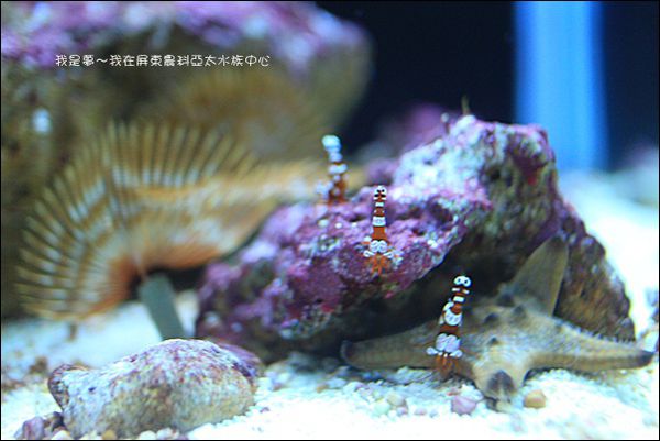 屏東農科亞太水族中心05.jpg