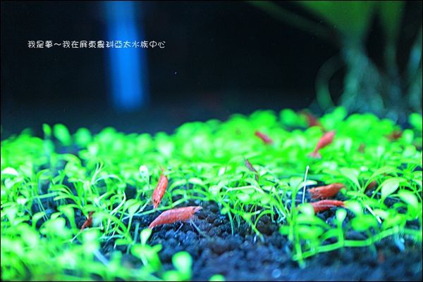 屏東農科亞太水族中心19.jpg