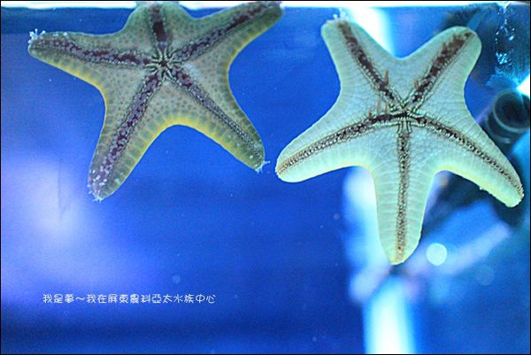 屏東農科亞太水族中心06.jpg