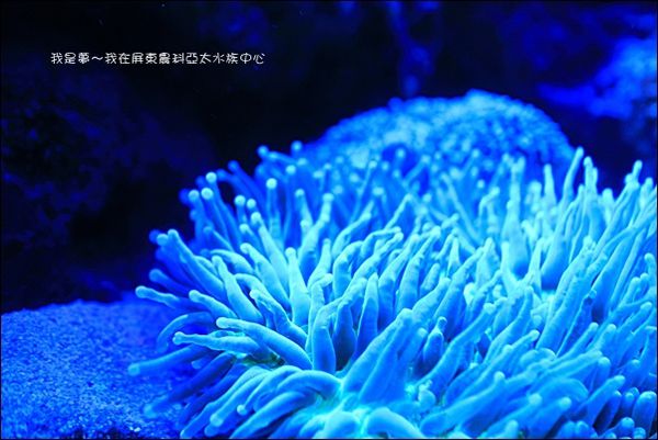 屏東農科亞太水族中心11.jpg