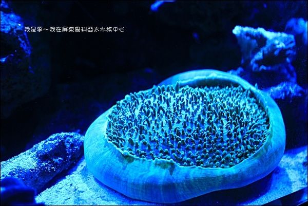 屏東農科亞太水族中心12.jpg