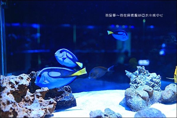 屏東農科亞太水族中心13.jpg