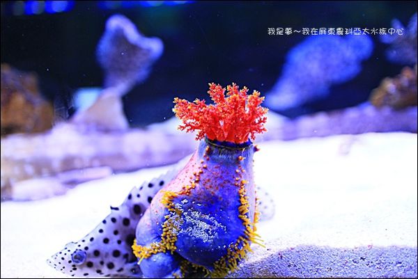 屏東農科亞太水族中心16.jpg