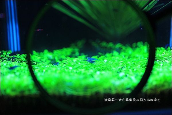 屏東農科亞太水族中心18.jpg