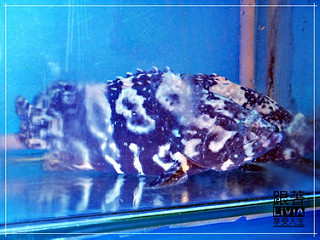 1114-鮮納肚長安店10