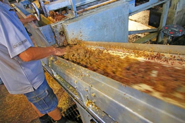 【台中旅遊】舜堂酒業-獨步全球的蒸餾技術高梁酒、茶酒
