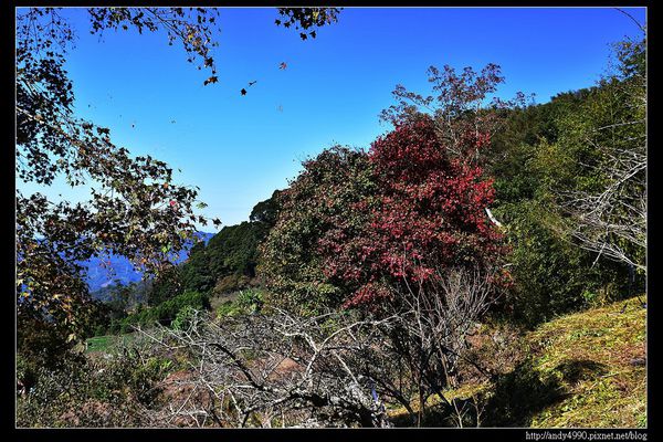 20151213苗栗馬拉邦賞楓4