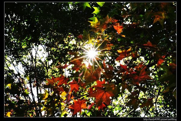 20151213苗栗馬拉邦賞楓5