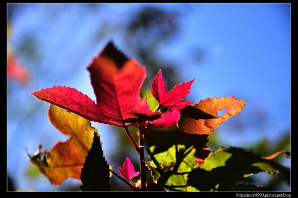 20151213苗栗馬拉邦賞楓9