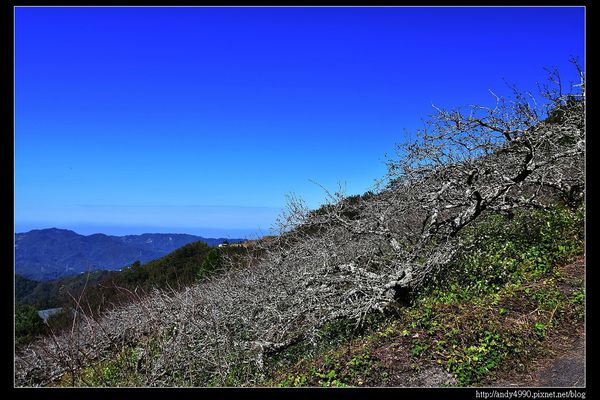 20151213苗栗馬拉邦賞楓6